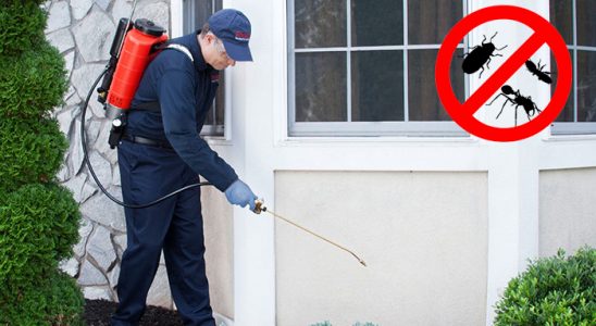 Söğüt Bit İlaçlama böcek ilaçlama ve haşere kontrolü — ilaclama-tr.com